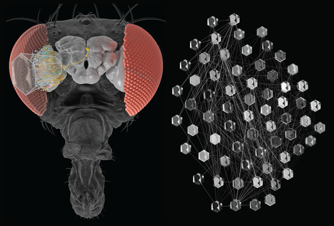 Light enters the fly's eye, which causes the photoreceptors to send electrical signals through a complex network of nerves, enabling the fly to see and move.